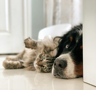 Hund und Katze – Tierkrankenversicherung